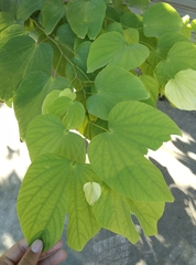 Bauhinia × blakeana