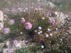 Serruria furcellata