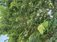 Bauhinia × blakeana