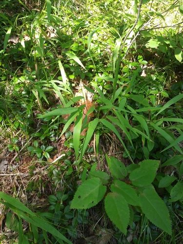 Image of Dichanthelium xanthophysum by (c) Mike Zifkin, some rights reserved (CC BY)