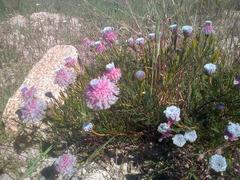 Serruria furcellata