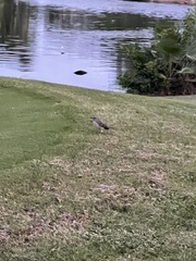 Mimus polyglottos image