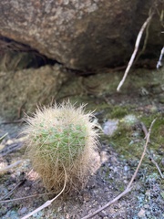 Parodia concinna