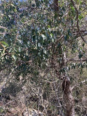 Tripodanthus acutifolius