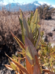 Spinoliva ilicifolia