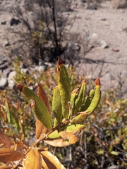 Spinoliva ilicifolia