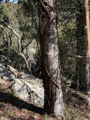 Tripodanthus acutifolius