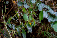 Passiflora viridescens