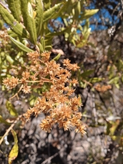 Spinoliva ilicifolia