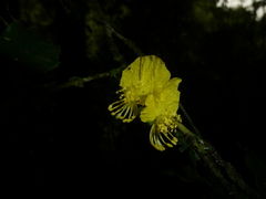 Swartzia picramnioides