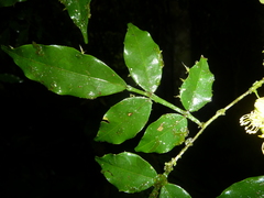 Swartzia picramnioides