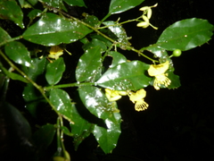 Swartzia picramnioides