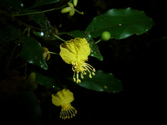 Swartzia picramnioides