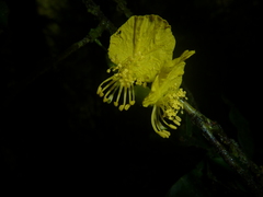 Swartzia picramnioides