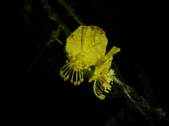 Swartzia picramnioides