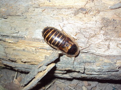 Blaptica dubia