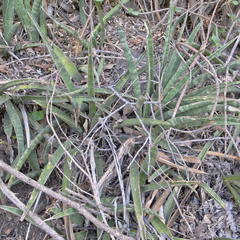 Sansevieria aethiopica