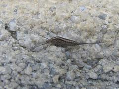 Meinertellidae