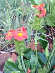 Crossandra greenstockii