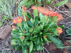 Crossandra greenstockii
