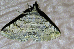 Toxonprucha repentis