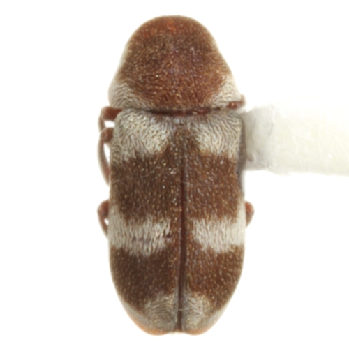 Gastrallus fasciatus