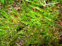 Fontinalis antipyretica