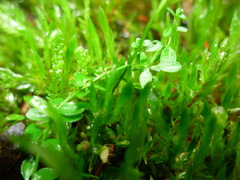 Fontinalis antipyretica