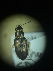 Bembidion confusum