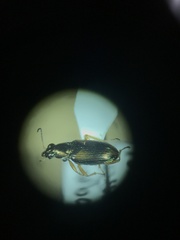 Bembidion confusum