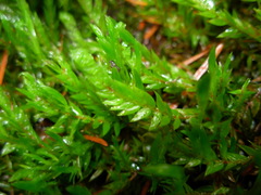 Fontinalis antipyretica