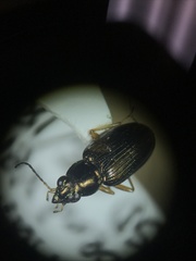 Bembidion confusum