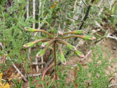 Pelargonium radulifolium