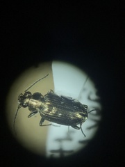 Bembidion cheyennense