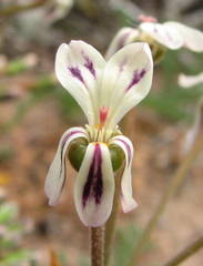 Pelargonium radulifolium