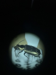Bembidion cheyennense