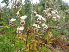 Pelargonium radulifolium