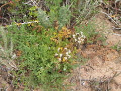Pelargonium radulifolium