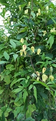 Clematis serratifolia
