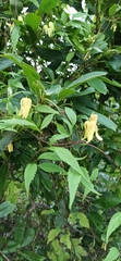 Clematis serratifolia