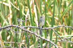 Empidonax albigularis