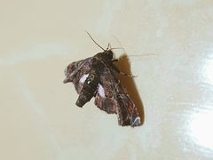 Eutelia auratrix