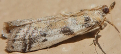 Laetilia dilatifasciella