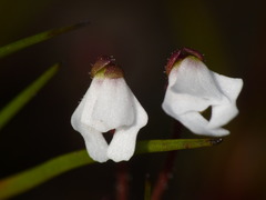 Stylidium ecorne