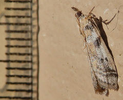 Laetilia dilatifasciella