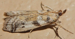 Laetilia dilatifasciella