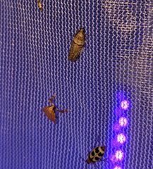 Acrobasis comptella