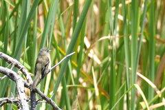Empidonax albigularis