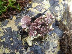 Mesophyllum lichenoides