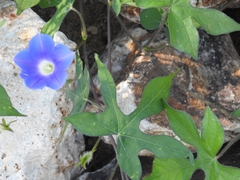 Ipomoea barbatisepala